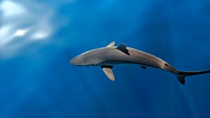 Blue Planet Revisited - Series 1: 1. A Shark's Tale