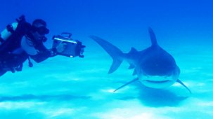 Deadly 60 - Series 1: 17. Bahamas - Shark Special