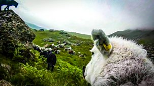 The Great Mountain Sheep Gather - Episode 27-12-2021