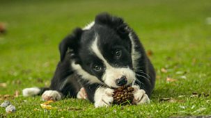 The Farmers' Country Showdown - Series 4 (shortened Versions): 9. Northumberland - Sheepdogs