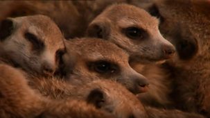 Meerkat Manor - Series 4: 1. To Have And To Have Not