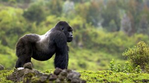 Mountain Gorilla - 3. Safe In Our Hands