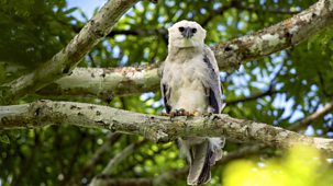 Natural World - 2010-2011: 1. The Monkey-eating Eagle Of The Orinoco