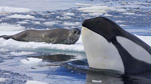 Natural World - 2013-2014 - Killer Whales: Beneath The Surface