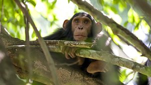 Natural World - 2010-2011 - Chimps Of The Lost Gorge