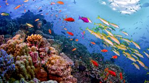 Great Barrier Reef - 1. Nature's Miracle