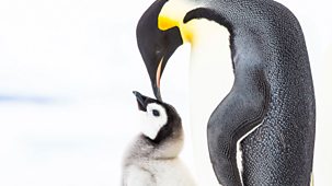 Penguins: Meet The Family - Episode 16-12-2023