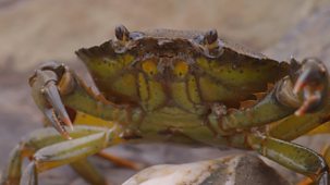 Ferne And Rory’s Teeny Tiny Creatures - Series 1: 9. Crabs