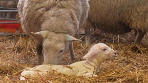 Countryfile - Lambing Special