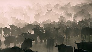 Nature's Great Events - The Great Migration