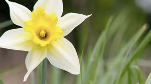 Countryfile - The Daffodil Way