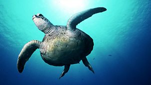Natural World - 2006-2007: 11. A Turtle's Guide To The Pacific