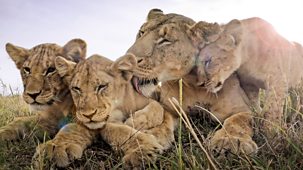 Serengeti - Series 2: 1. Intrigue