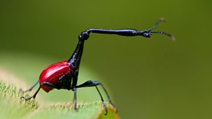 Insect Worlds - 3. The Secret To Their Success