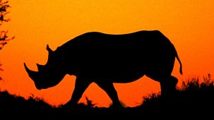 Natural World - 2012-2013: 10. Flight Of The Rhino