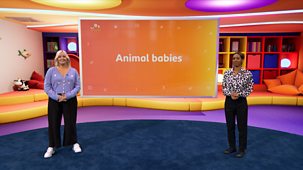 Bitesize: 5-7 Year Olds - Science 6-7 Year-olds: How Animals Grow