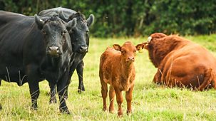 The Farmers' Country Showdown - Series 6: 1. Edenbridge And Oxted Agricultural Show