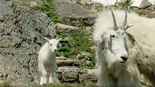Wild - 2007-08 Shorts: 4. Glacier Mountain Goats