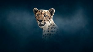 Dynasties - Series 2: 3. Cheetah