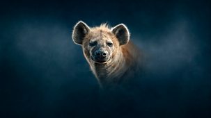 Dynasties - Series 2: 4. Hyena