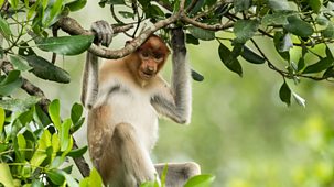 Eden: Untamed Planet - Series 1: 1. Borneo: Sacred Forest