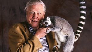 The Life Of Mammals - Insect Hunters