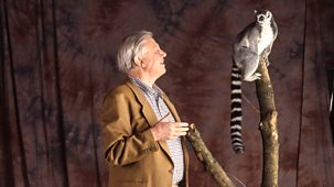 The Life Of Mammals - Plant Predators
