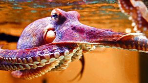 Natural World - 2019-2020: The Octopus In My House