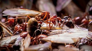 Natural World - 2011-2012: 2. Empire Of The Desert Ants