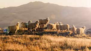 The Great Mountain Sheep Gather - Episode 11-02-2024