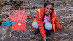 Ferne And Rory’s Teeny Tiny Creatures - Series 3 - Chantelle And Rory: 7. Sea Anemones