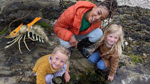 Ferne And Rory’s Teeny Tiny Creatures - Series 3 - Chantelle And Rory: 10. Prawns