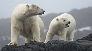 The Polar Bear Family & Me - 3. Autumn