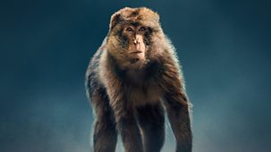 Dynasties - Macaque: Monkeys In The Mountains – A Dynasties Special