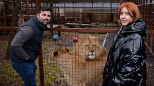 Stacey Dooley Sleeps Over - Series 2: 4. The British Lion King