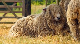 The Farmers' Country Showdown - Series 7: 19. Heckington Show - Sheep