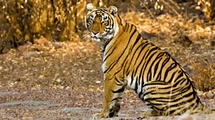Natural World - 2011-2012: 8. Tiger Dynasty