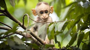 Planet Earth Live - Specials: 3. A Monkey's Tale