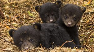 Planet Earth Live - Specials: 1. A Tale Of Three Bears