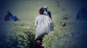 Panorama - Sex For Work: The True Cost Of Our Tea