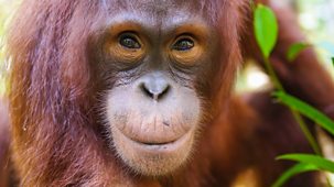 Natural World - 2013-2014: 6. Orangutans: The Great Ape Escape
