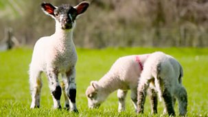 Countryfile - Lambing Special