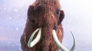 Woolly Mammoth: Secrets From The Ice - Episode 25-02-2024