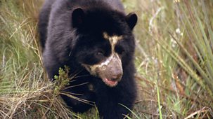Natural World - 2007-2008: 15. Spectacled Bears - Shadows Of The Forest