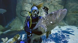 Secrets Of The Aquarium - Series 1: 1. Moving A Shark Is An Adrenaline Rush