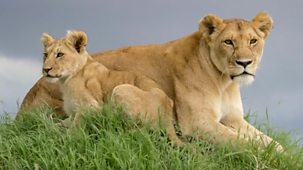Natural World - Short Versions: Planet Earth: A Lion's Tale