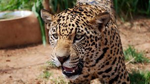 Natural World - 2012-2013: 6. Jaguars - Born Free: Natural World Special