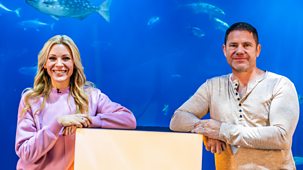 Cbbc Live Lessons - Series 5: Deadly Mission Shark - Science Live Lesson