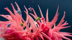 Tiny Wonders - Series 3: 1. Sea Anemone