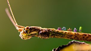 Tiny Wonders - Series 3: 10. Stick Insect